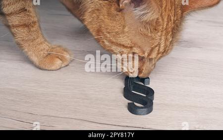 Ginger cat schauen neugierig zu einem Absatz sign-Konzept der Tierrechte. Stockfoto