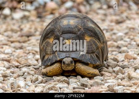 Strahlenschildkröte, Astrochelys radiata. Antsirabe, Madagaskar Wildtiere Stockfoto