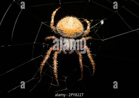 Gefleckte Orb Weaver Spinne im Netz, Neoscona Triangula, Ambalavao, Madagaskar Wildtiere Stockfoto