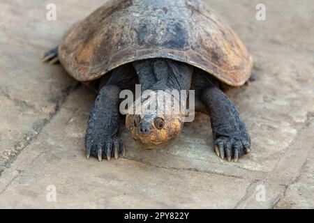 Madagaskar-Großkopfschildkröte, Erymnochelys madagascariensis, Miandrivazo, Madagaskar-Tierwelt Stockfoto