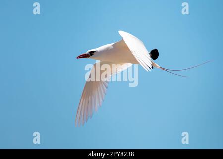 Der Rotschwanztropicbird, Phaethon rubricauda, Nosy Ve. Madagaskar Wildtiere Stockfoto