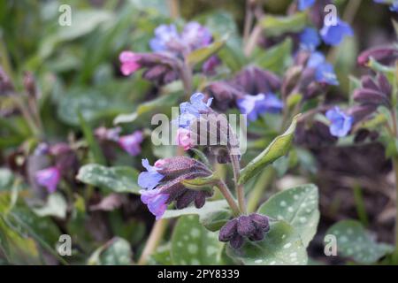 Blaue, rosa und violette Lungenwürzblüten, Pulmonaria saccharata „Mrs Moon“ oder Bethlehem-Salbei mit verschiedenen Blättern, blühend im Frühling Stockfoto