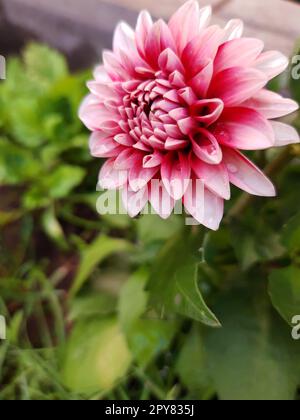 Dahlienblüten nach dem Regen vor dem Hintergrund des Grüns Stockfoto