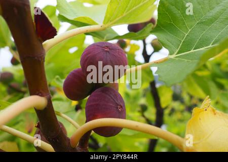 Feigenbaum Ficus carica ist eine subtropische Laubpflanze der Gattung Ficus der Familie Mulberry. Feigen auf einem Ast. Gartenpflanzen. Reife grüne rote Feige in einem Garten oder Bauernhof Stockfoto