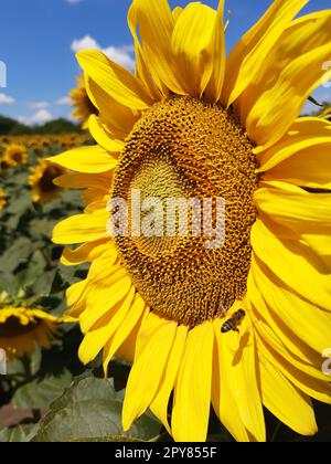 Die Sonnenblumen auf dem Feld werden von einer Biene bestäubt Stockfoto