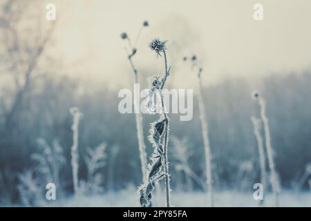 Nahaufnahme gefrorener getrockneter Blumen im Wald Konzeptfoto Stockfoto