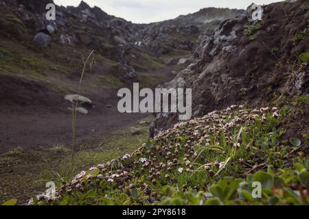 Nahaufnahme kleiner weißer Blumen auf dem Hügel Konzeptfoto Stockfoto