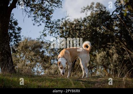 Wunderschönes Ganzkörperporträt einer Kreuzblüte im Wald, die Gras schnüffelt Stockfoto