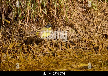 Westlicher Gelbschwanz mit schwarzem Kopf (Motacilla flava feldegg) auf dem Boden durch ein Weizenfeld Stockfoto