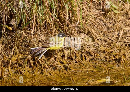 Westlicher Gelbschwanz mit schwarzem Kopf (Motacilla flava feldegg) auf dem Boden durch ein Weizenfeld Stockfoto