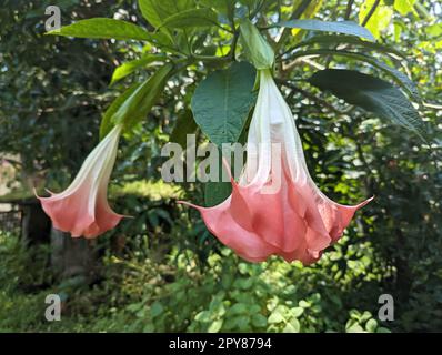 Rosafarbene brugmansia-Blumen, auch als Engel bezeichnet, Trompeten Blumen, die im Sommer im grünen Garten hängen und blühen Stockfoto