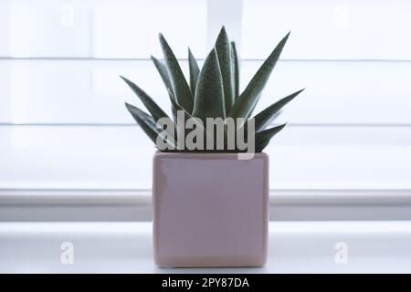Grüner Kaktus in kleinen Töpfen, auf dem Tisch neben dem Fenster im Büro platziert Stockfoto