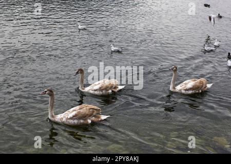 Wasservögel in Gmunden am Traunsee, Österreich, Europa Stockfoto