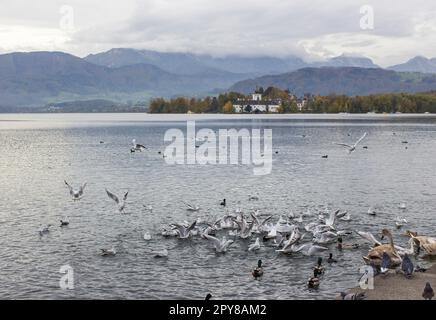 Wasservögel in Gmunden am Traunsee, Österreich, Europa Stockfoto