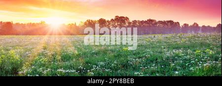 Wunderschöne Aussicht auf den Sonnenuntergang auf dem Feld mit flauschigen weißen Löwenzahnen. Stockfoto