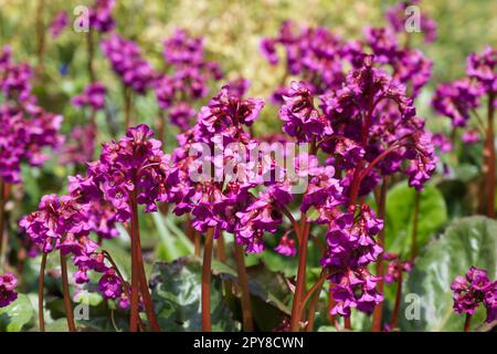 Leuchtende, magentarote Frühlingsblumen von Bergenien im britischen Garten April Stockfoto