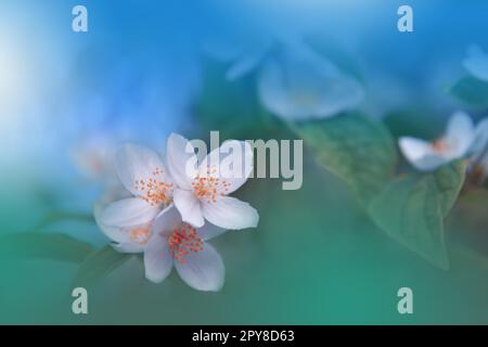 Schönes Makrofoto. Jasmine Blumen. Border Art Design. Nahaufnahme.konzeptionelles abstraktes Bild.Blauer Hintergrund.Fantasy Floral Art.kreative Tapete.schöner Naturhintergrund.Frühlingsblume.Copy Space.Hochzeitseinladung.Aroma,Parfüm. Stockfoto