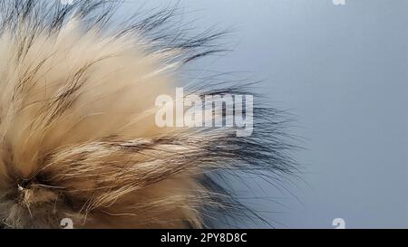 Großer, weicher Pompon aus natürlichem, braun- oder beigefarbenem Pelzlicht. Weiches und angenehmes Accessoire. Obere Kappen. Designelement für Winterkleidung für Kinder. Weiches, flauschiges Material Stockfoto