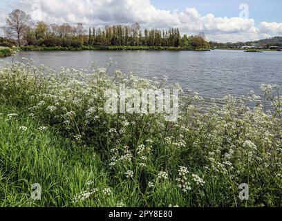 Wilde Petersilie am Ufer des Millbrook Lake im Südosten von Cornwall. Millbrook Park im Hintergrund. Stockfoto