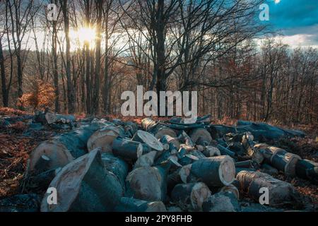 Nahaufnahme des gehackten Baumes im Sonnenuntergang mit Holzfoto Stockfoto