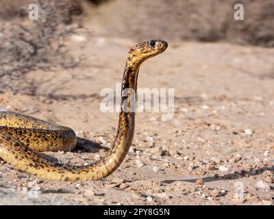 Lebendige Nahaufnahme eines Cape Cobra (Naja nivea) Stockfoto