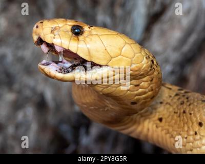 Ein Cape Cobra (Naja nivea) zeigt mit offenem Mund eine einschüchternde defensive Haltung Stockfoto