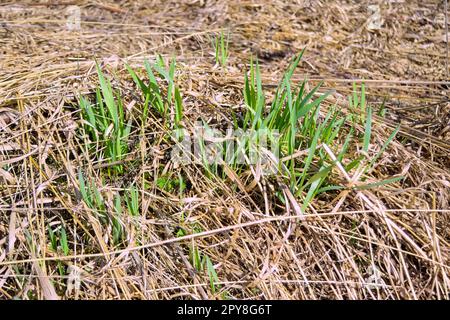 Junges grünes Gras durchbricht die Nahaufnahme des trockenen Grases des letzten Jahres. Stockfoto