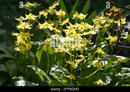 Frühlingsblumen von Erythronium „Pagoda“, gelbes Hundezahnviolett im britischen Garten April Stockfoto