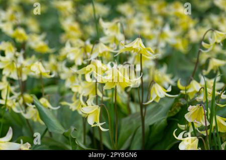 Frühlingsblumen von Erythronium „Pagoda“, gelbes Hundezahnviolett im britischen Garten April Stockfoto