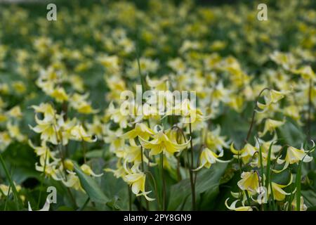 Frühlingsblumen von Erythronium „Pagoda“, gelbes Hundezahnviolett im britischen Garten April Stockfoto