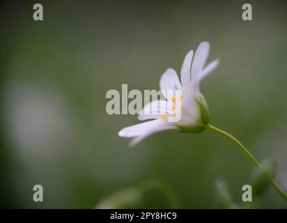 Rabelera Holostea, auch bekannt als grosser Nähkraut, grosser Starkwürz und Addersmeat. Weiße Blume und grüne Gräser. Makroaufnahmen. Stockfoto