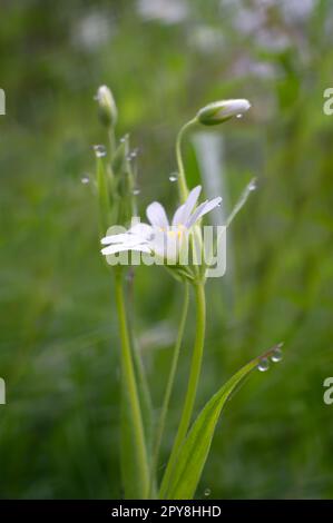 Rabelera Holostea, auch bekannt als grosser Nähkraut, grosser Starkwürz und Addersmeat. Weiße Blume und grüne Gräser. Makroaufnahmen. Stockfoto