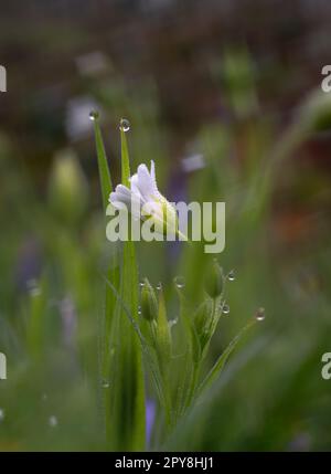 Rabelera Holostea, auch bekannt als grosser Nähkraut, grosser Starkwürz und Addersmeat. Weiße Blume und grüne Gräser. Makroaufnahmen. Stockfoto