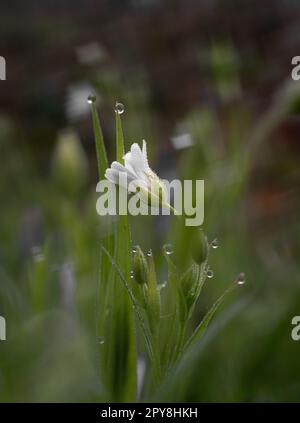 Rabelera Holostea, auch bekannt als grosser Nähkraut, grosser Starkwürz und Addersmeat. Weiße Blume und grüne Gräser. Makroaufnahmen. Stockfoto