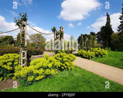 Euphorbia im Queen Marys Garden im Frühling im Regents Park London England Stockfoto