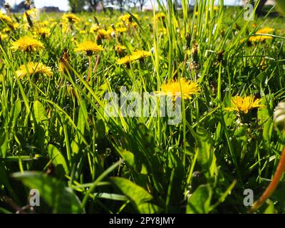 Löwenzahn bläst, Nahaufnahme der leuchtend gelben Taraxacumblüten vor dem Hintergrund von grünem Gras in einem Sommergarten. Gelbes Blumenfeld Stockfoto