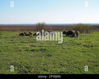 Eine Herde Schafböcke auf dem Feld. Wiederkäuer grasen auf der Wiese. Schafe und Schafe werden bis ins Gras gezüchtet. Landwirtschaft und Tierhaltung in Serbien. Braune oder schwarze Schafrasse. Tiere für die Wollproduktion Stockfoto