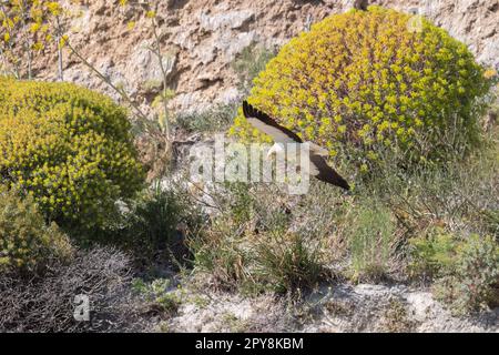 Der ägyptische Geier (Neophron percnopterus), Schwarzweißgeier, mit langem und spitzem Schwanz. Sizilien, Italien. Stockfoto