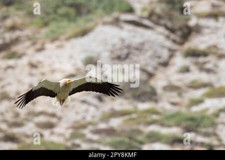 Der ägyptische Geier (Neophron percnopterus), Schwarzweißgeier, mit langem und spitzem Schwanz. Sizilien, Italien. Stockfoto