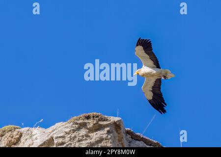 Der ägyptische Geier (Neophron percnopterus), Schwarzweißgeier, mit langem und spitzem Schwanz. Sizilien, Italien. Stockfoto