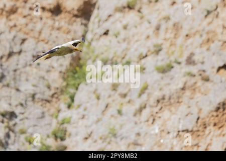 Der ägyptische Geier (Neophron percnopterus), Schwarzweißgeier, mit langem und spitzem Schwanz. Sizilien, Italien. Stockfoto