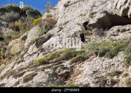 Der ägyptische Geier (Neophron percnopterus), Schwarzweißgeier, mit langem und spitzem Schwanz. Sizilien, Italien. Stockfoto