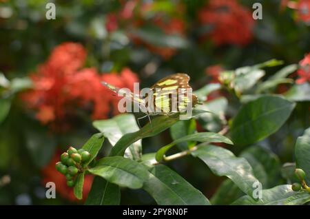 Wunderschöner Malachit-Schmetterling auf Pflanzen im Freien, Nahaufnahme Stockfoto