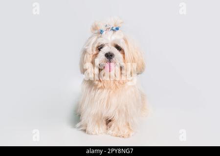 Shih Tzu Showdog Weißes Porträt im Studio auf weißem Hintergrund Stockfoto