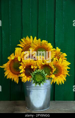Ein Strauß wunderschöner Sonnenblumen im Eimer auf einem Holztisch nahe der grünen Wand Stockfoto