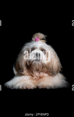 Shih Tzu Showdog Weißes Porträt im Studio auf schwarzem Hintergrund Stockfoto