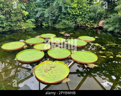 Teich mit den wunderschönen Seerosenblättern von Königin Victoria Stockfoto