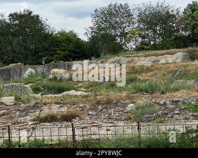 Rotterdam, Niederlande - 27. August 2022: Malerischer Blick auf die Eisbärenhalle im Zoo Stockfoto