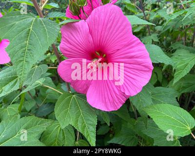 Wunderschöne blühende rosa Hibiskusblume im Gewächshaus, Nahaufnahme Stockfoto