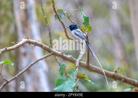 Madagaskar-Paradies-Fliegenfänger, Terpsiphone Mutata, Kirindy-Wald Madagaskar Stockfoto